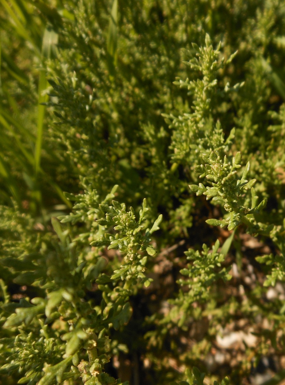 Dysphania multifida (L.) Mosyakin & Clemants